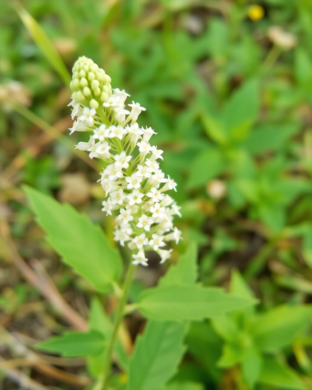 Botanisch beeld bij Bhringaraj (Eclipta alba)